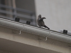 Monticola solitarius