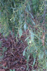 Acacia difformis