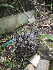 Asplenium australasicum