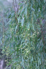 Acacia difformis