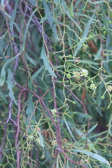 Acacia difformis