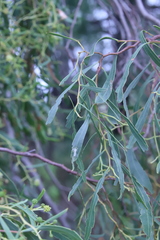 Acacia difformis
