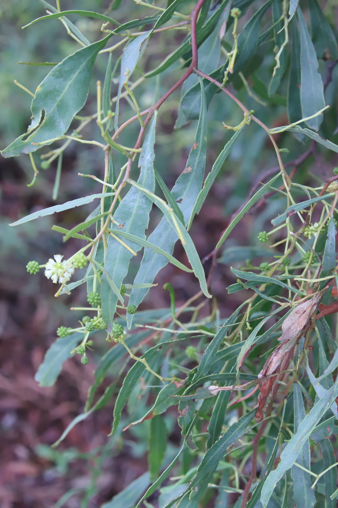 Acacia difformis