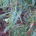 Mystery Wattle - Photo (c) Arthur Chapman, some rights reserved (CC BY-NC-SA), uploaded by Arthur Chapman