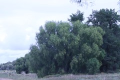 Acacia difformis