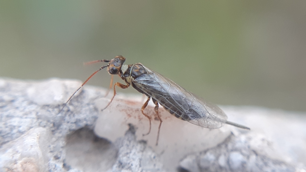 Xyelid Sawflies