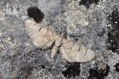 Eupithecia silenicolata