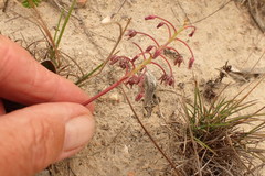 Ledebouria ovalifolia