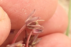 Ledebouria ovalifolia