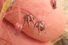 Ledebouria ovalifolia