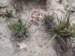Ledebouria ovalifolia