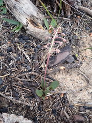 Ledebouria ovalifolia