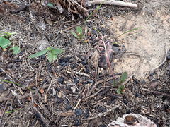 Ledebouria ovalifolia