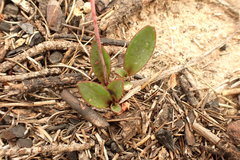 Ledebouria ovalifolia