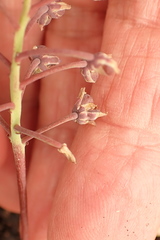 Ledebouria ovalifolia
