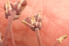 Ledebouria ovalifolia