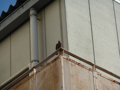 Monticola solitarius