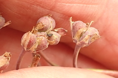 Ledebouria ovalifolia