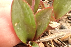 Ledebouria ovalifolia