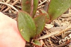 Ledebouria ovalifolia