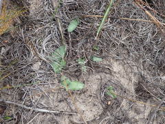 Ledebouria ovalifolia