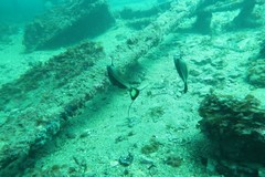 Meuschenia flavolineata