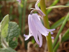 Hyacinthoides paivae