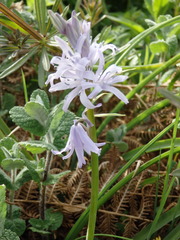 Hyacinthoides paivae