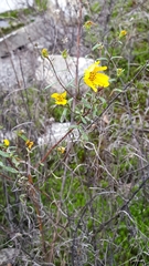 Helianthus porteri