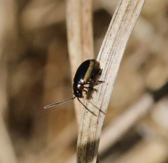 Longitarsus dorsalis