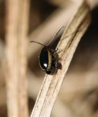 Longitarsus dorsalis