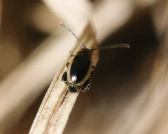 Longitarsus dorsalis
