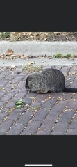 Marmota monax