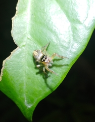 Yaginumaella lobata