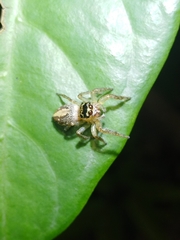 Yaginumaella lobata