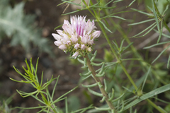 Pseudosedum longidentatum