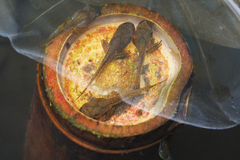 Hong Kong Whipping Frog photo 5