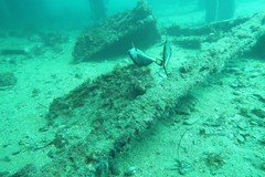 Meuschenia flavolineata