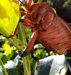 Rhoecus australasiae