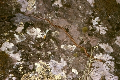Lampropeltis knoblochi