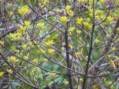 Pycnonotus sinensis hainanus