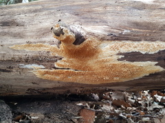 Raduliporus aneirinus