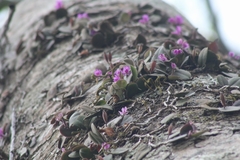 Meiracyllium trinasutum