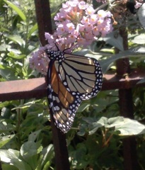 Danaus plexippus