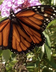Danaus plexippus