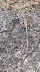 Sitana ponticeriana