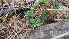 Sitana ponticeriana