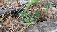 Sitana ponticeriana