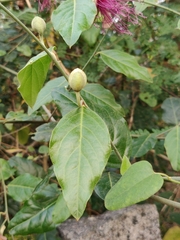 Capparis zeylanica
