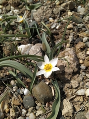 Tulipa biflora